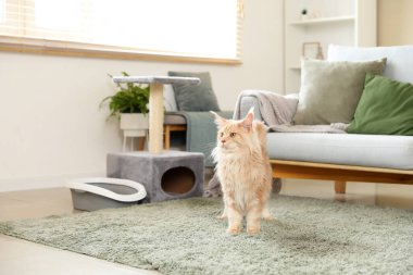 Tatlı Maine Rakunu kedisi. Evdeki oturma odasında tırmalama tahtası ve çöp kutusu var.