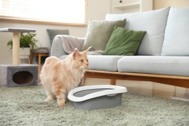 Tatlı Maine Rakunu kedisi. Evdeki oturma odasında tırmalama tahtası ve çöp kutusu var.