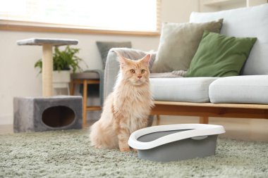 Tatlı Maine Rakunu kedisi, çöp kutusu ve tırmalama yeri olan evde oturma odasında oturuyor.