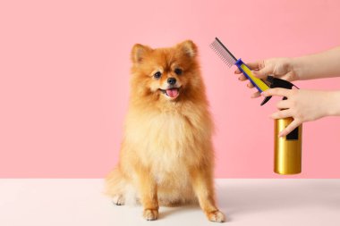 Kadın kuaför pembe arka planda sevimli Pomeranya köpeğine bakıyor.