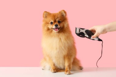 Kadın kuaför pembe arka planda sevimli Pomeranya köpeğinin tüylerini tıraş ediyor.