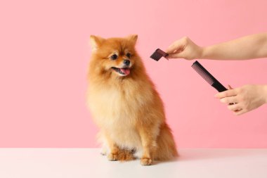 Pembe arka planda sevimli Pomeranya köpeğini fırçalayan kadın tımarcı.