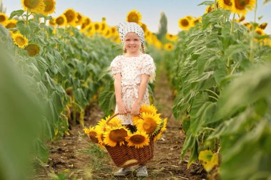 Tarlada ayçiçekleri olan hasır sepeti tutan tatlı küçük kız.