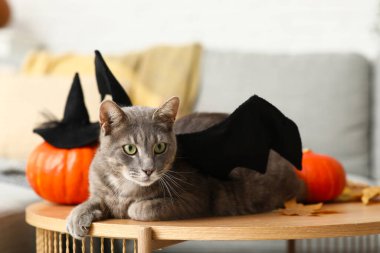 Yarasa kanatlı şirin kedi ve evde masada uzanan Cadılar Bayramı balkabağı