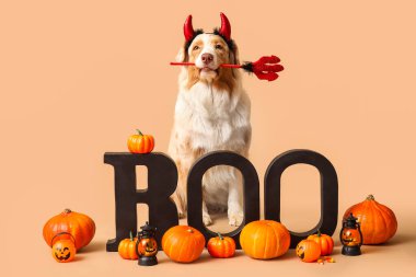 Balkabaklı şirin köpek ve bej arka planda Cadılar Bayramı süslemeleri.