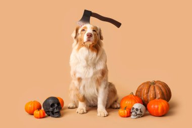 Balkabaklı şirin köpek ve bej arka planda Cadılar Bayramı süslemeleri.