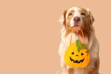 Bej arka planda Cadılar Bayramı çantası olan şirin bir köpek.