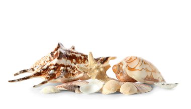 Beyaz arka planda deniz kabukları ve deniz yıldızları
