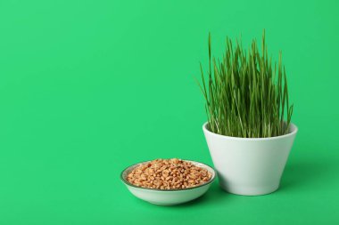 Yeşil arka planda taze buğday çimi