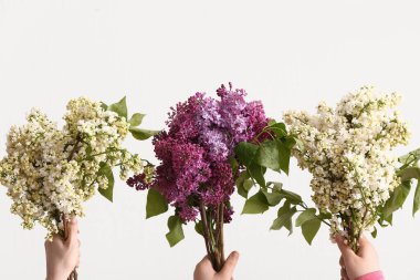 Beyaz arka planda leylak çiçekleri olan kadın elleri