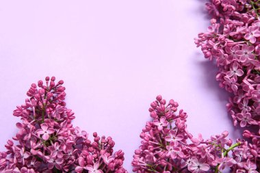 Mor arka planda güzel açan leylak çiçekleri