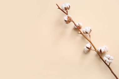 Bej arkaplanda pamuk filizi