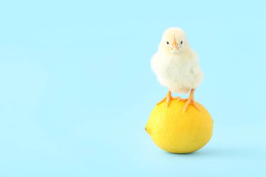 Mavi arka planda limonlu şirin bir piliç.