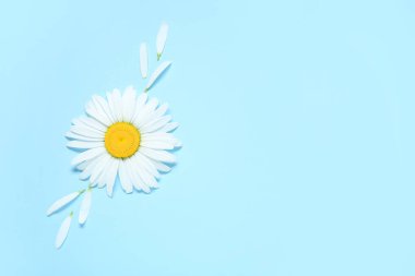 Güzel papatya çiçekli kompozisyon ve renk arka planında taç yaprakları