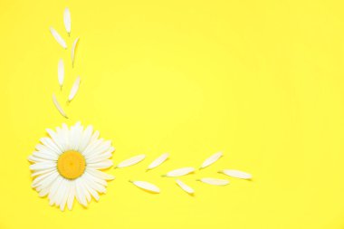 Güzel papatya çiçekli kompozisyon ve sarı arka planda taç yaprakları