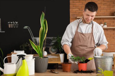 Genç bahçıvan odada bitki nakli yapıyor.