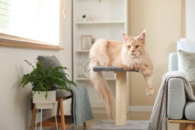 Şirin Maine Rakunu kedisi evdeki oturma odasında tırmalama direğinde yatıyor.