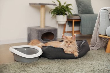 Tatlı Maine Rakunu kedi, kedi kumluğu ve evdeki evcil hayvan yatağında uzanan tırmalama tahtası.