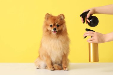 Kadın kuaför sarı arka planda sevimli Pomeranya köpeğine bakıyor.