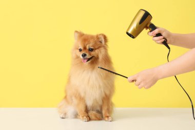 Kadın kuaför sarı arka planda şirin Pomeranya köpeğinin saçını kurutuyor.