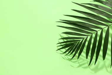 Renkli arkaplanda yeşil tropikal yaprak