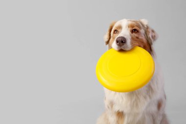 Hafif arka planda sarı frizbili şirin Avustralya çoban köpeği, yakın plan.