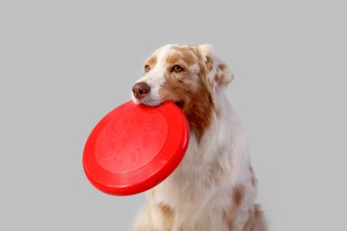 Arka planında kırmızı frizbi olan şirin Avustralya çoban köpeği, yakın plan.