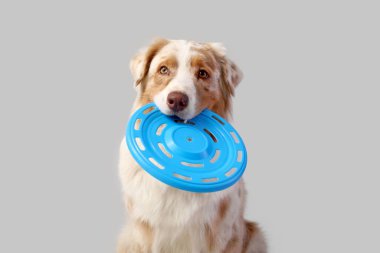 Hafif arka planda mavi frizbisi olan şirin Avustralya çoban köpeği.