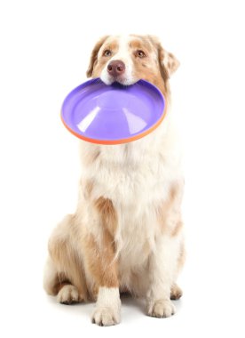 Beyaz arka planda frizbisi olan tatlı Avustralya çoban köpeği.