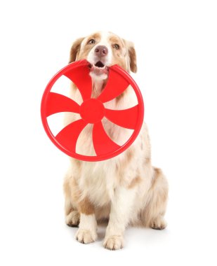 Beyaz arka planda kırmızı frizbi olan şirin Avustralya çoban köpeği.