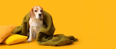 Yumuşak yastıklı sevimli Beagle köpeği ve sarı arka planda ekose ve metin için yeri var.