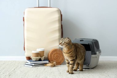 İskoç kedisi taşıyıcı ve ışık duvarının yanında seyahat eden aksesuarlarla