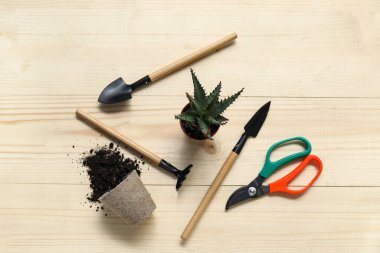 Açık ahşap arka planda bahçe aletleri olan Aloe Vera. Üst görünüm