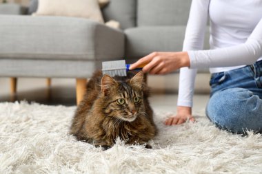 Genç bir kadın evdeki halıda kediyi fırçalıyor, yakın plan.