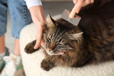 Genç bir kadın evdeki kanepede kediyi fırçalıyor, yakından.
