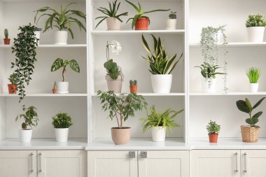 Farklı ev bitkilerine sahip beyaz raf ünitesi