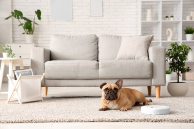 Evde robot elektrik süpürgesinin yanında yatan sevimli Fransız bulldog.