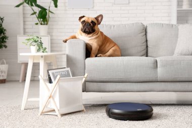 Robot elektrikli süpürge kanepenin yanında sevimli bir Fransız bulldog 'u var.