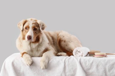 Masaj fırçaları ile tatlı Avustralya çoban köpeği gri arka planda kanepede yatıyor.