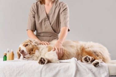 Kozmetik ürünleri olan şirin Avustralya çoban köpeği gri arka planda koltukta masaj yaptırıyor.