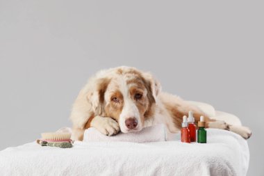 Tatlı Avustralya çoban köpeği kozmetik ürünleri ve masaj fırçası gri arka planda koltukta yatıyor.