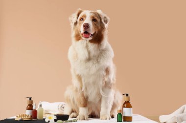 Kozmetik ürünleri ve masaj aletleriyle tatlı Avustralya çoban köpeği bej arka planda koltukta oturuyor.