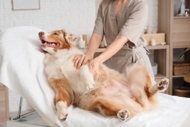Tatlı Avustralyalı çoban köpeği masaj yaptırıyor.