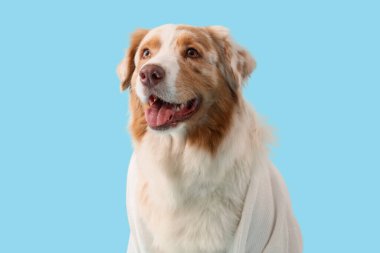 Mavi arka planda havlusu olan şirin Avustralya çoban köpeği.