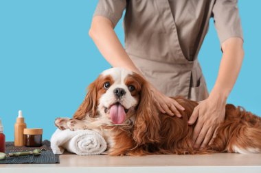 Yakışıklı süvari Kral Charles kozmetik ürünleriyle mavi arka planda masaj yaptırıyor.