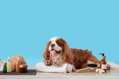 Yakışıklı süvari Kral Charles kozmetik ürünleri ve mavi arka planda duran fırçasıyla