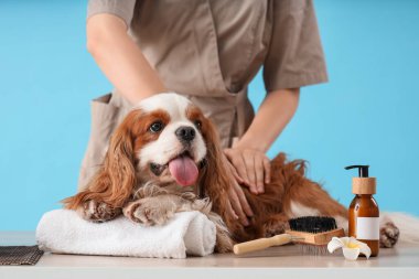 Yakışıklı süvari Kral Charles kozmetik ürünleri ile spaniel ve mavi arka planda masaj yaptırıyor.