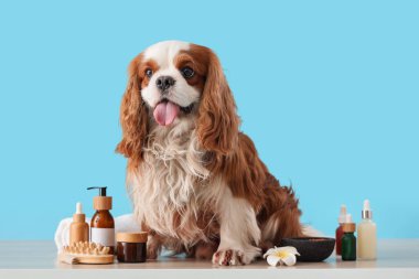 Yakışıklı süvari Kral Charles kozmetik ürünleri ve masaj fırçasıyla mavi arka planda oturuyor.