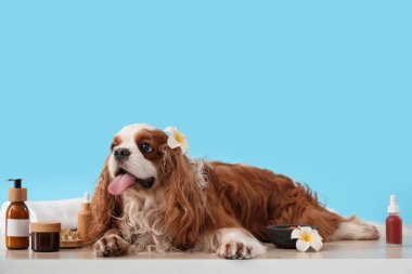 Şirin süvari Kral Charles kozmetik ürünleri ve çiçeklerle mavi arka planda yatıyordu.