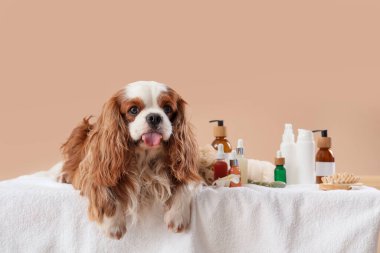 Yakışıklı süvari Kral Charles kozmetik ürünleri ve masaj aletleriyle bej arka planda yatıyordu.